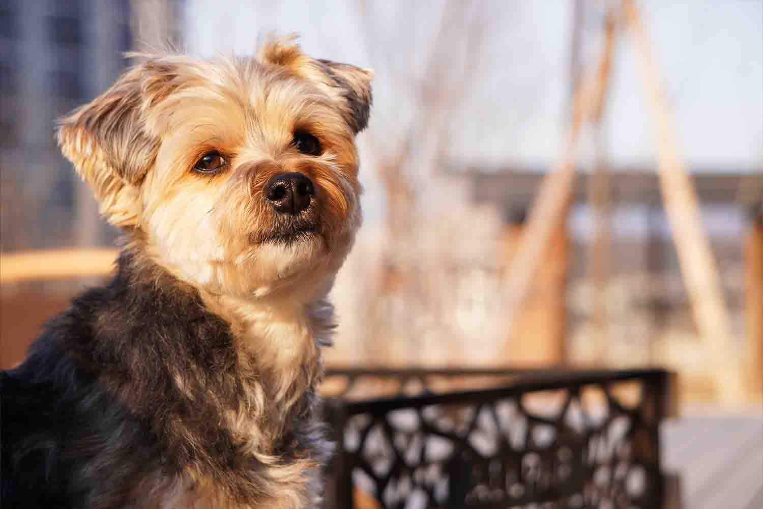 愛犬と泊まれる北海道のグランピング施設オルパ