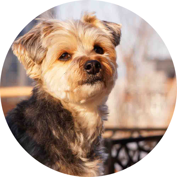 愛犬と泊まれるグランピング施設ALLPAR